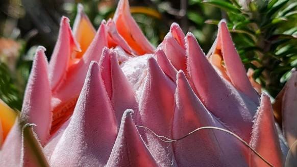 Protea cynaroides young pink bract tips